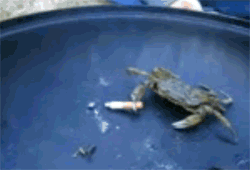 GIF2